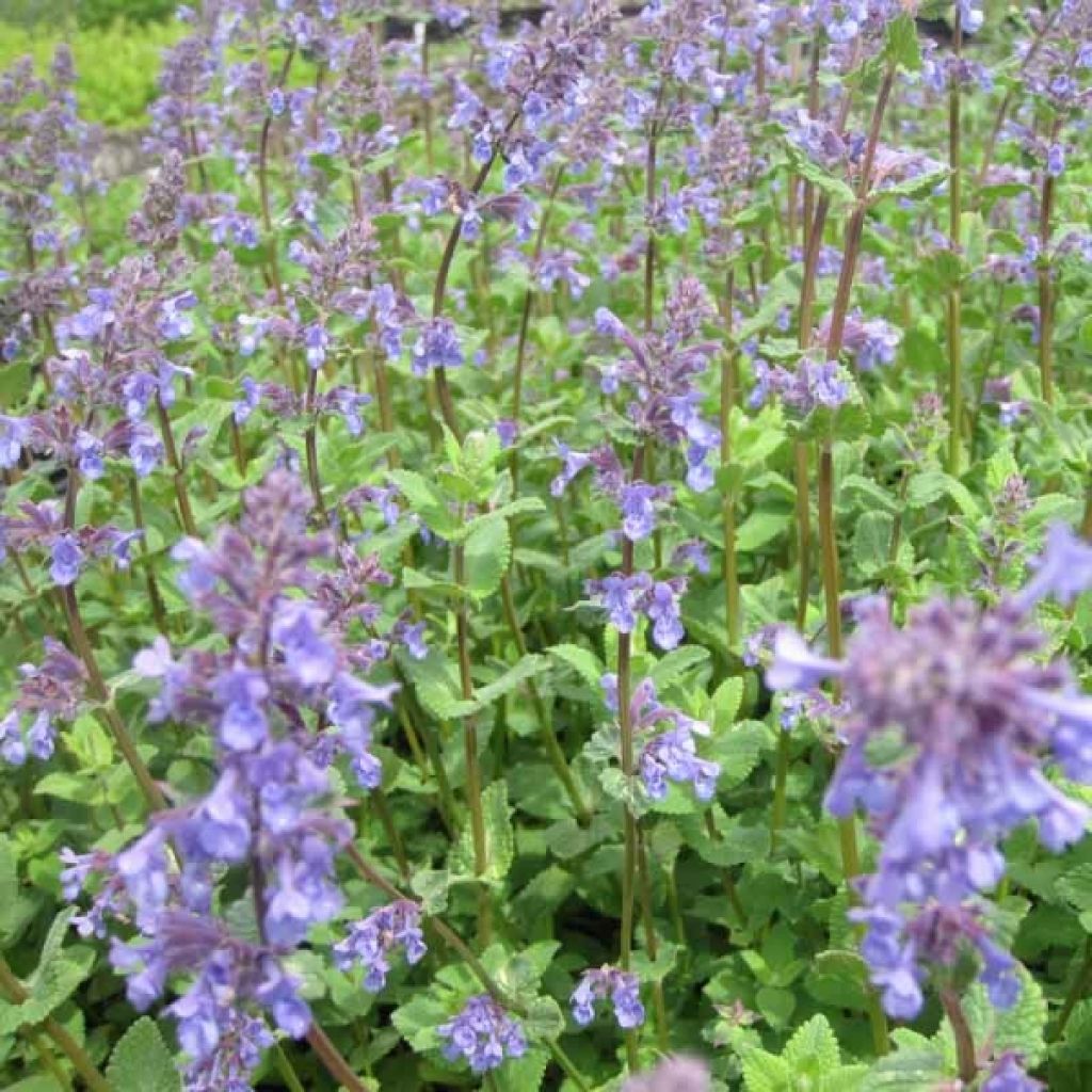 Nepeta racemosa Superba - Chataire