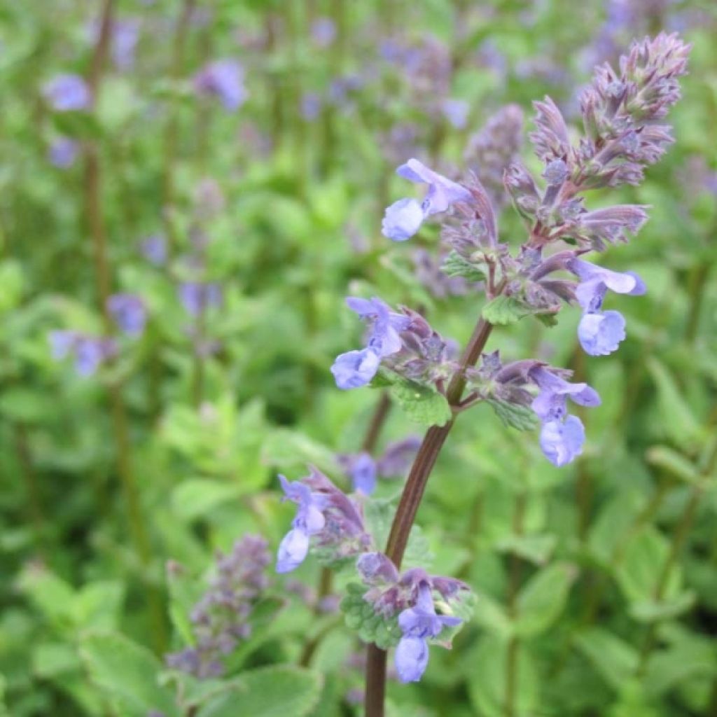 Nepeta racemosa Superba - Chataire