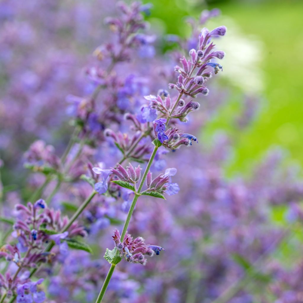 Nepeta faassenii Walker's Low