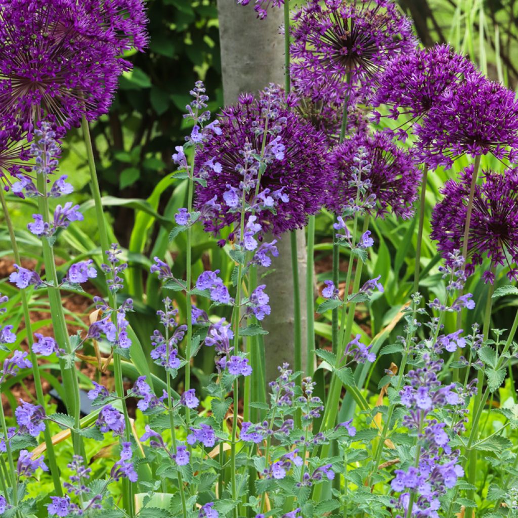 Nepeta faassenii Walker's Low