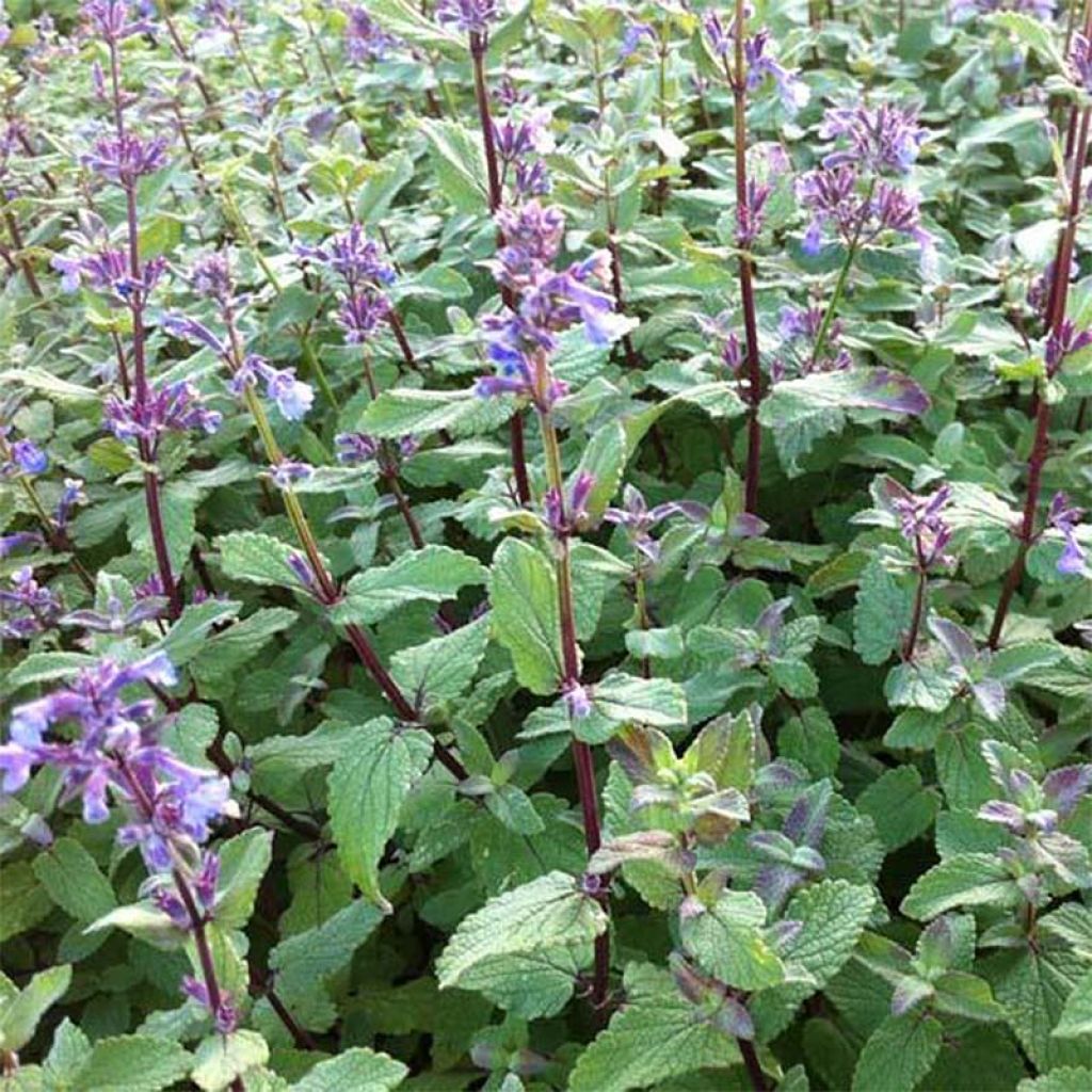 Nepeta grandiflora Bramdean - Herbe à chats géante