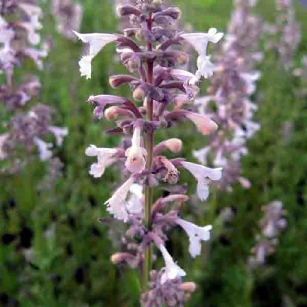 Nepeta grandiflora Dawn to Dusk