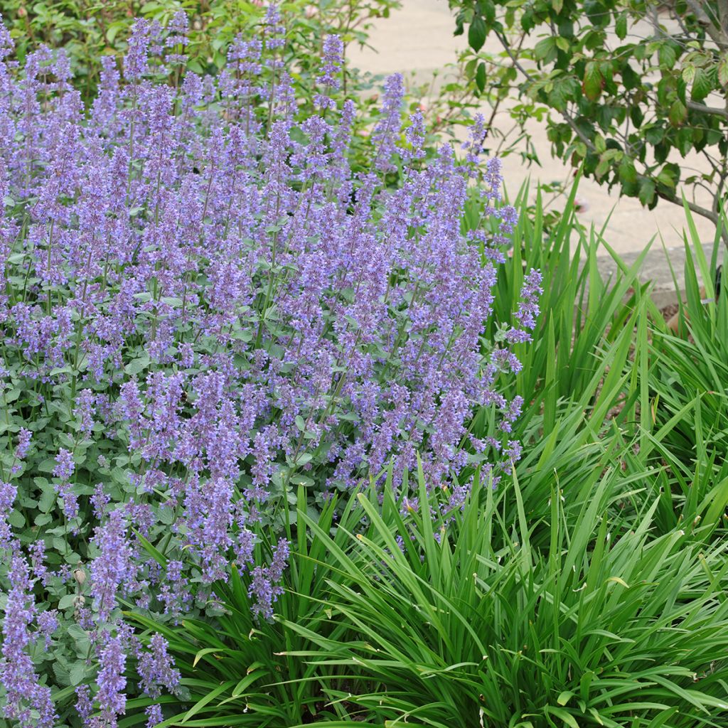 Nepeta grandiflora Summer Magic