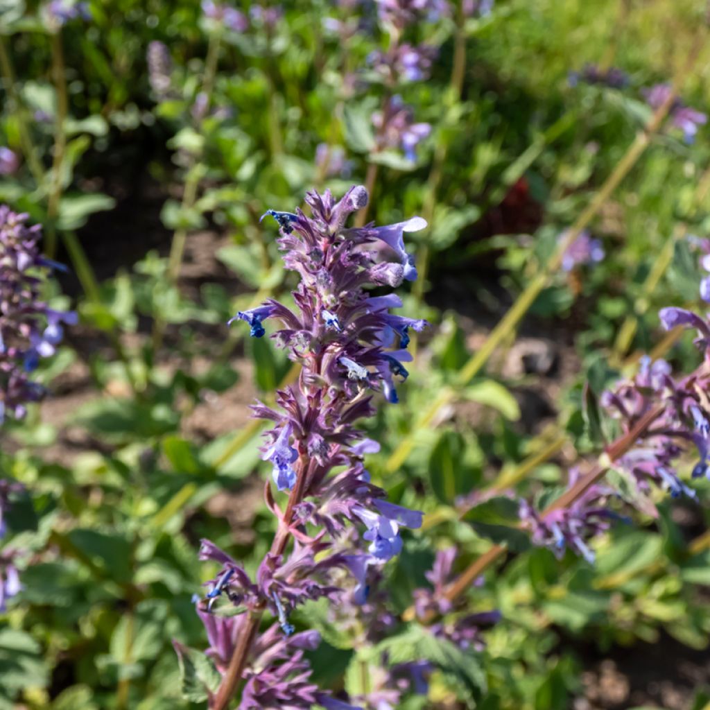 Nepeta grandiflora Zinser's Giant