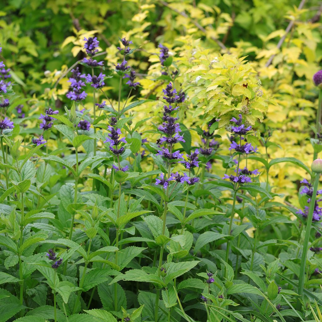 Nepeta kubanica - Menta de gato