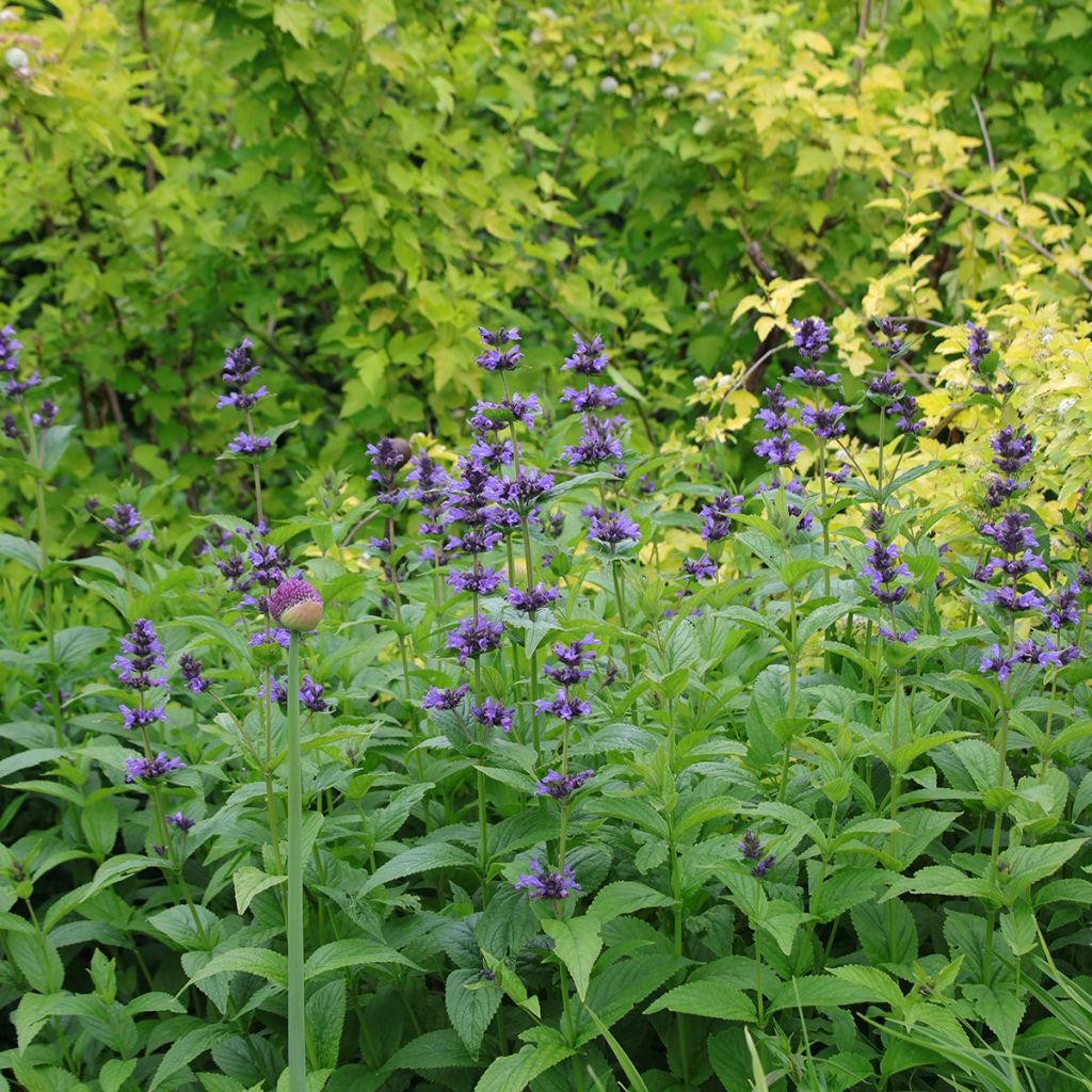 Nepeta kubanica - Menta de gato