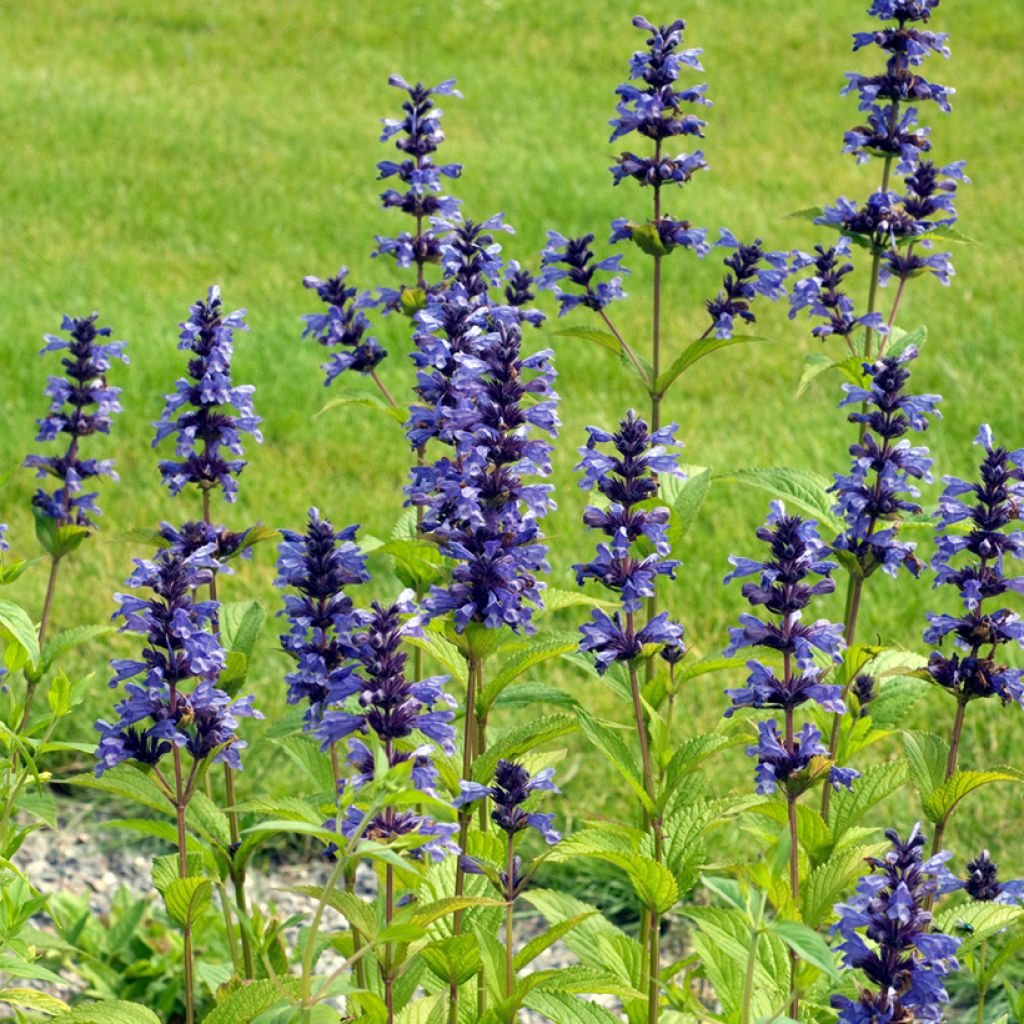 Nepeta kubanica - Menta de gato