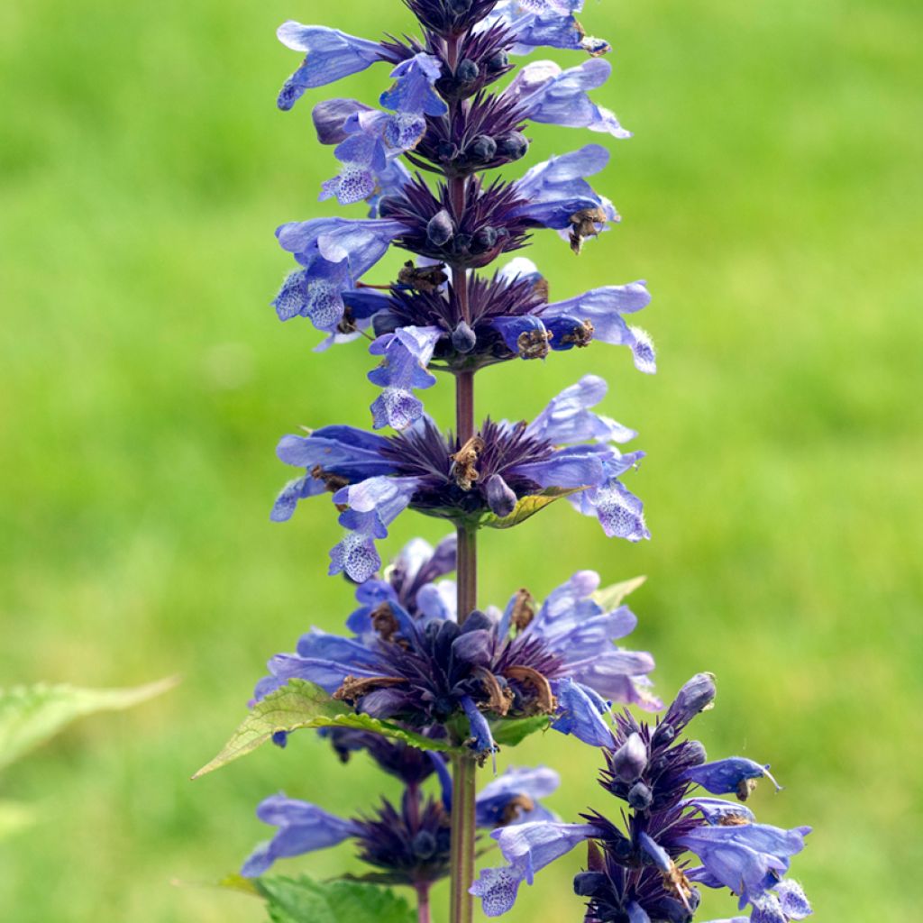 Nepeta kubanica - Menta de gato