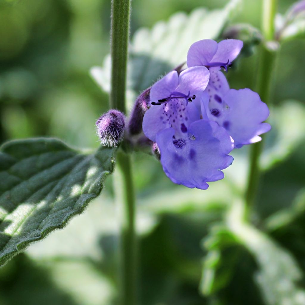 Nepeta mussini