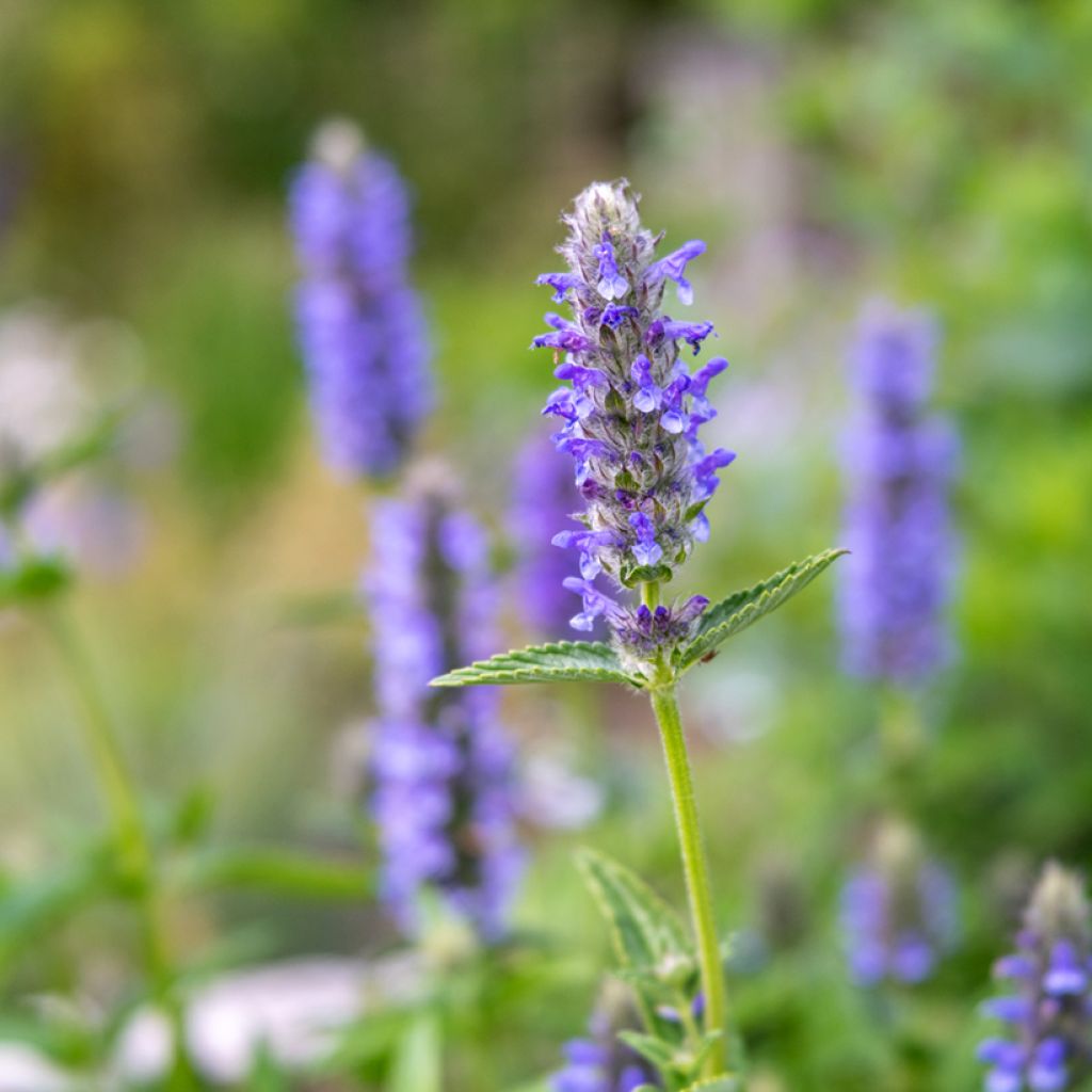 Nepeta nervosa - Menta de gato