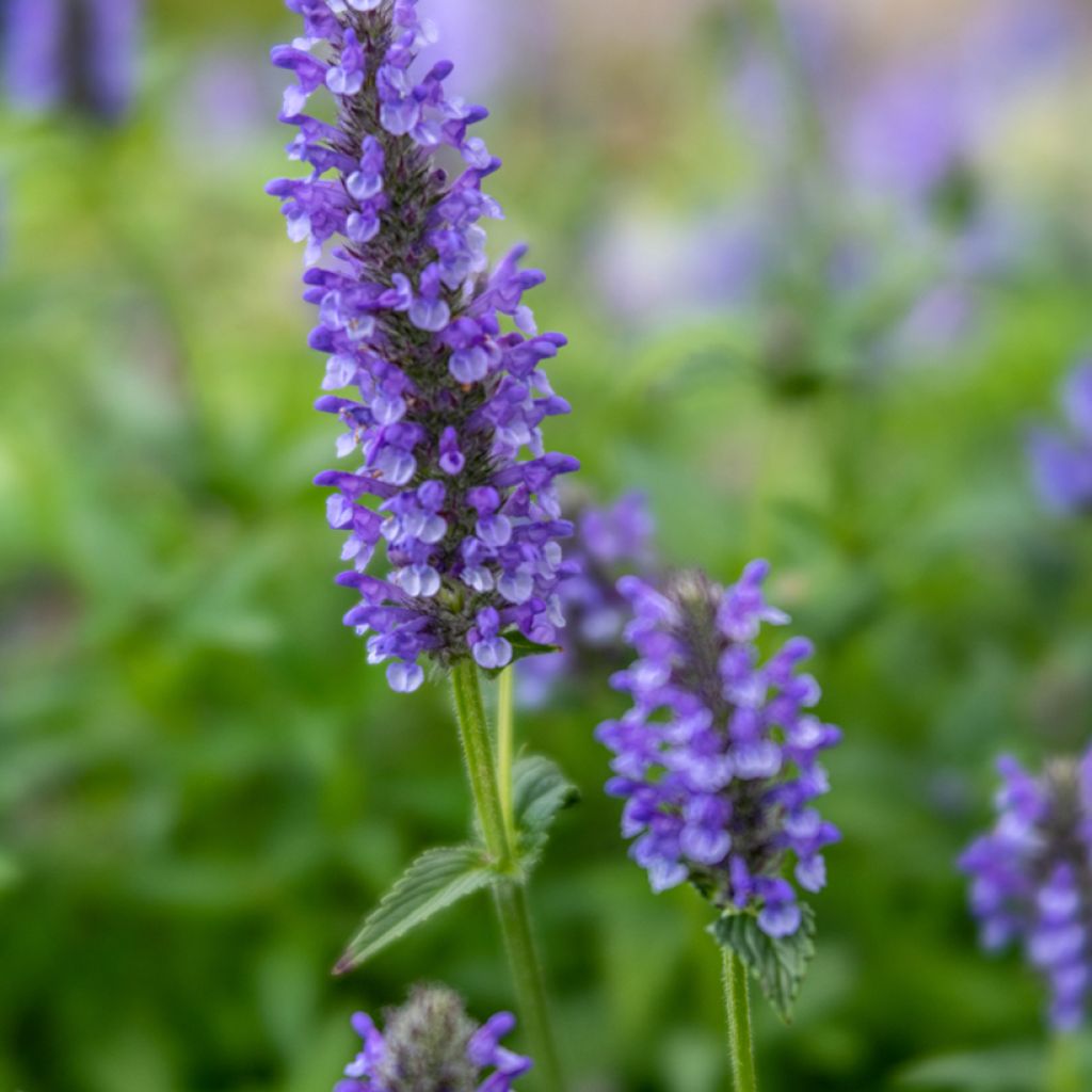 Nepeta nervosa - Menta de gato