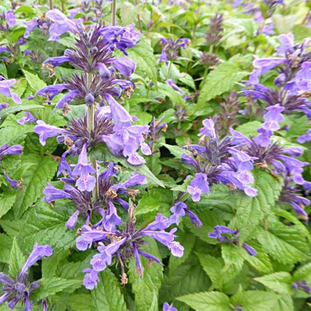 Nepeta nervosa Neptune