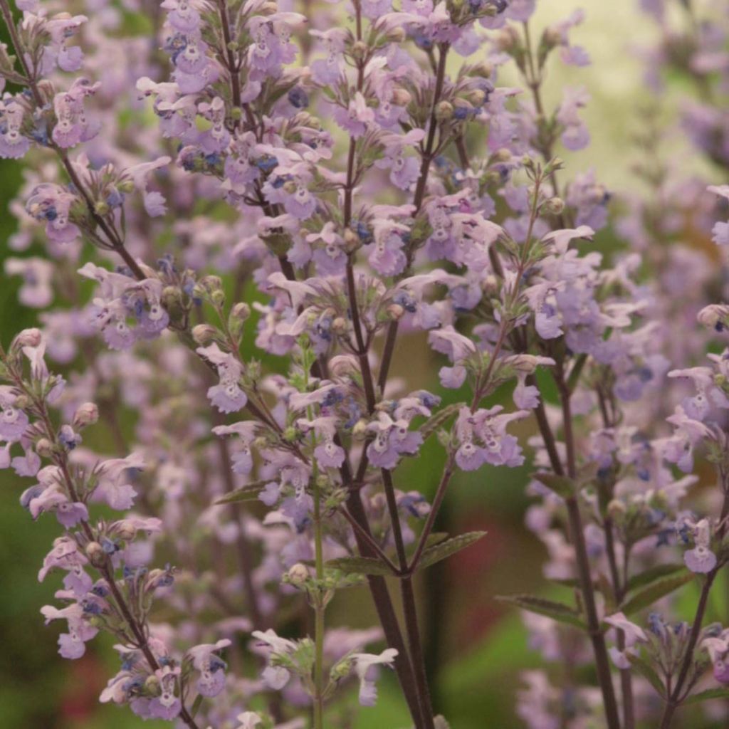 Nepeta nuda Purple Cat - Chataire