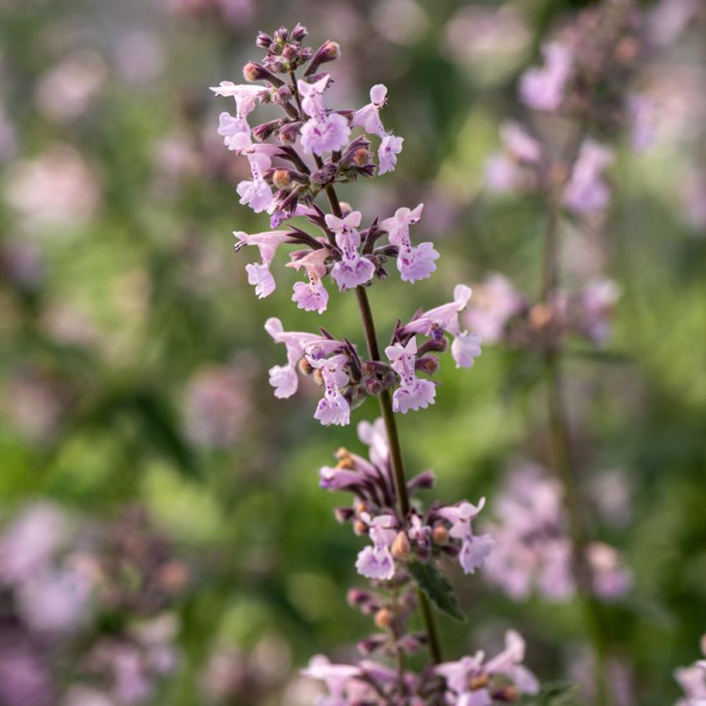 Nepeta racemosa Amelia