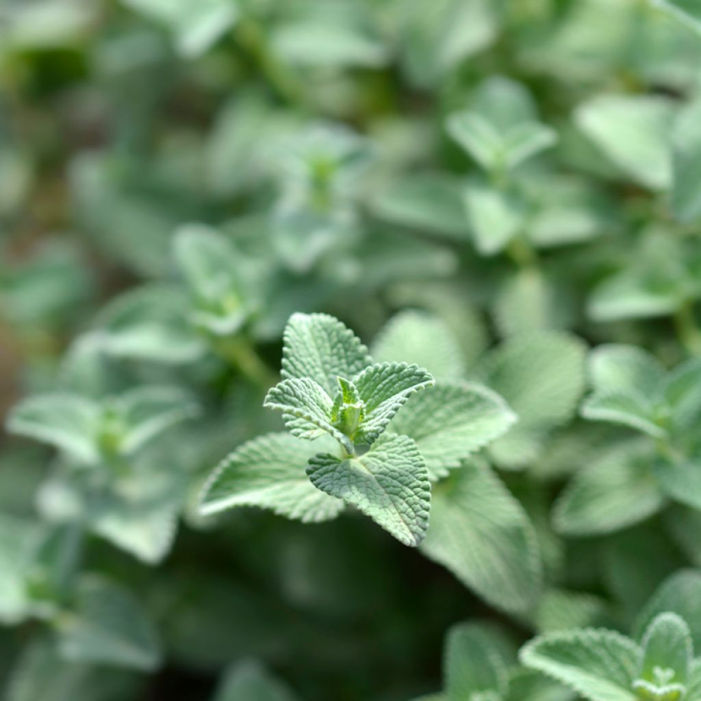 Nepeta racemosa Snowflake