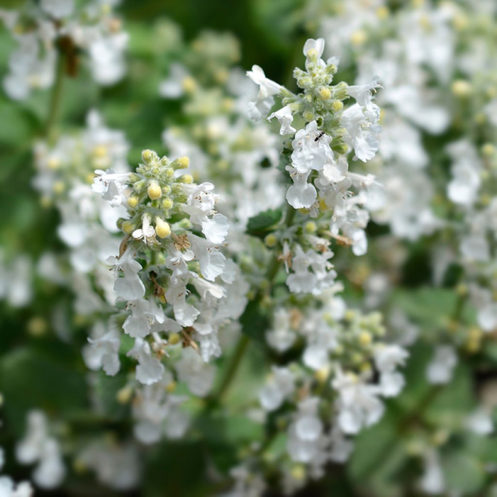 Nepeta racemosa Snowflake