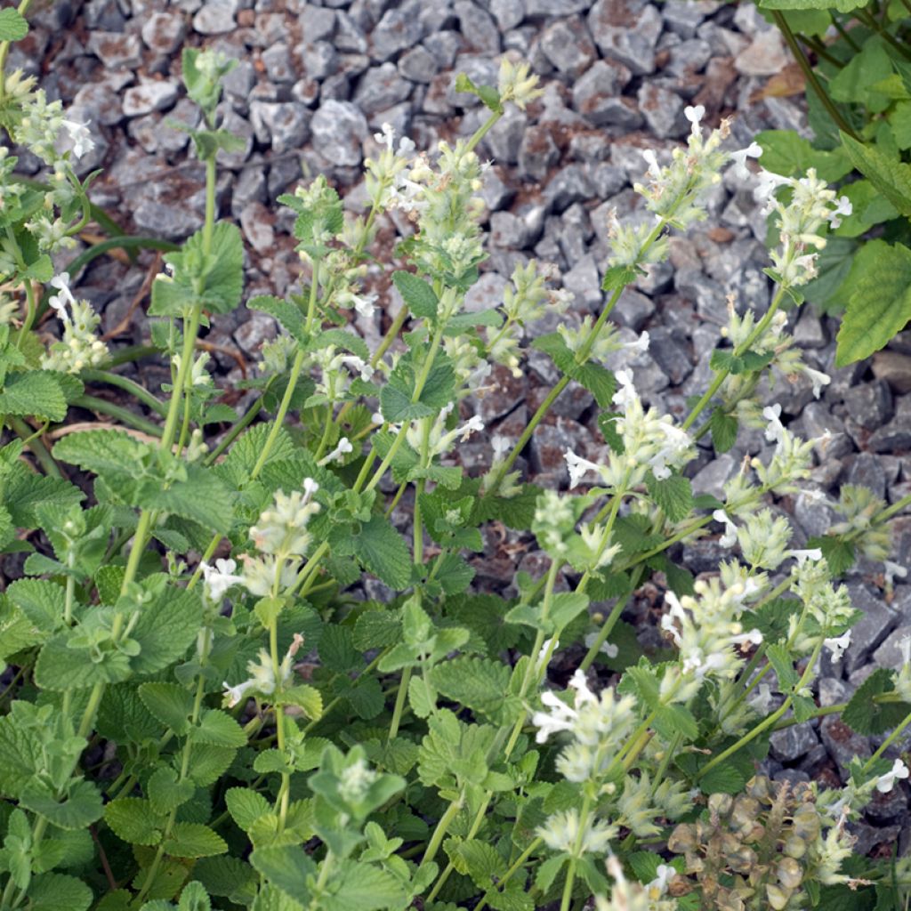 Nepeta racemosa Snowflake