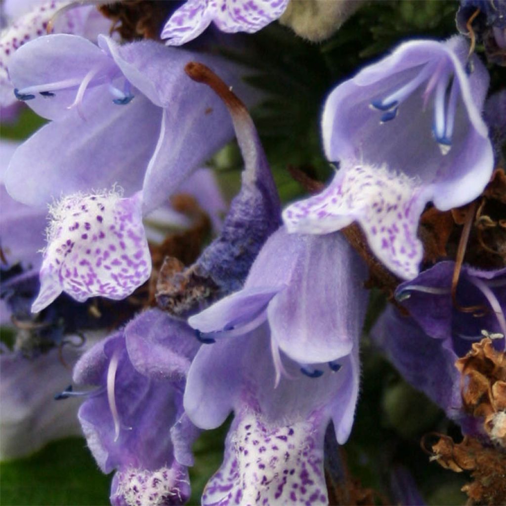 Nepeta subsessilis