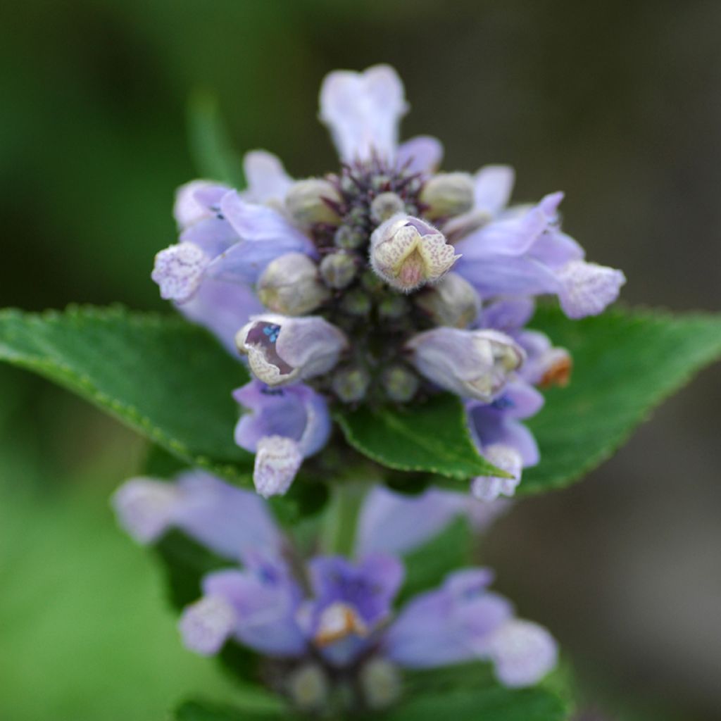 Nepeta subsessilis Blue Panther - Chataire subsessile