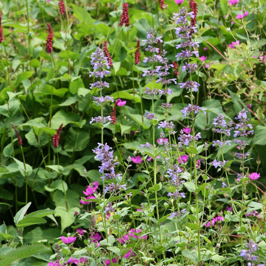 Nepeta subsessilis