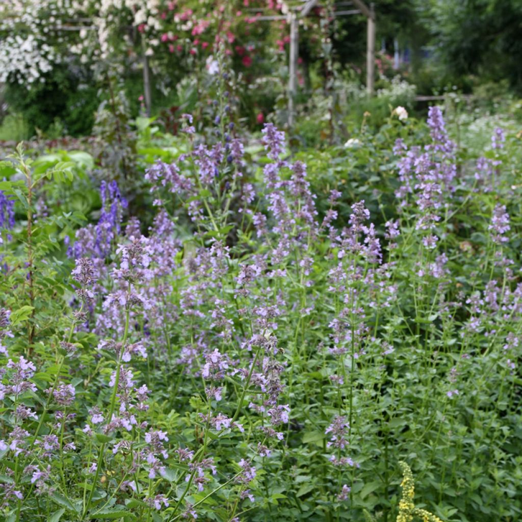 Nepeta subsessilis