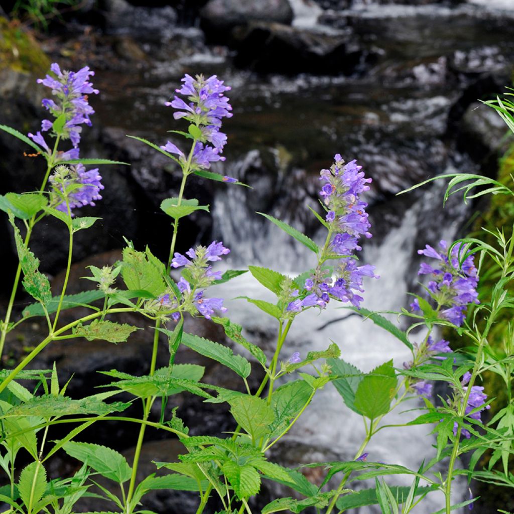 Nepeta subsessilis