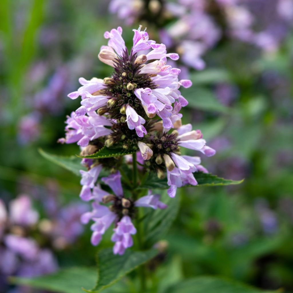 Nepeta subsessilis Sweet Dreams