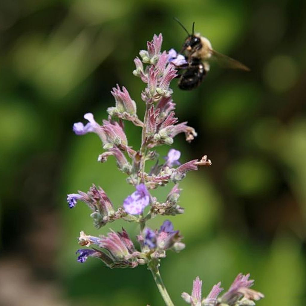 Nepeta faassenii Dropmore