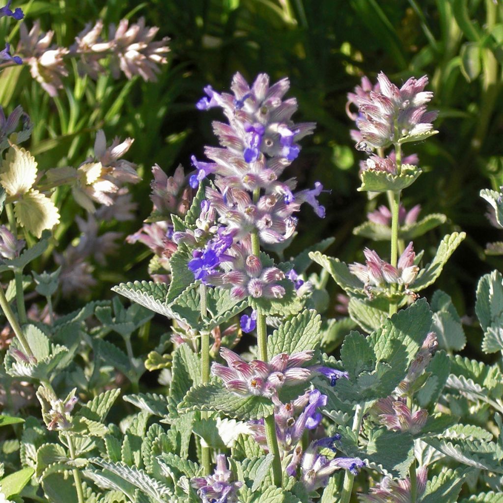 Nepeta faassenii Dropmore