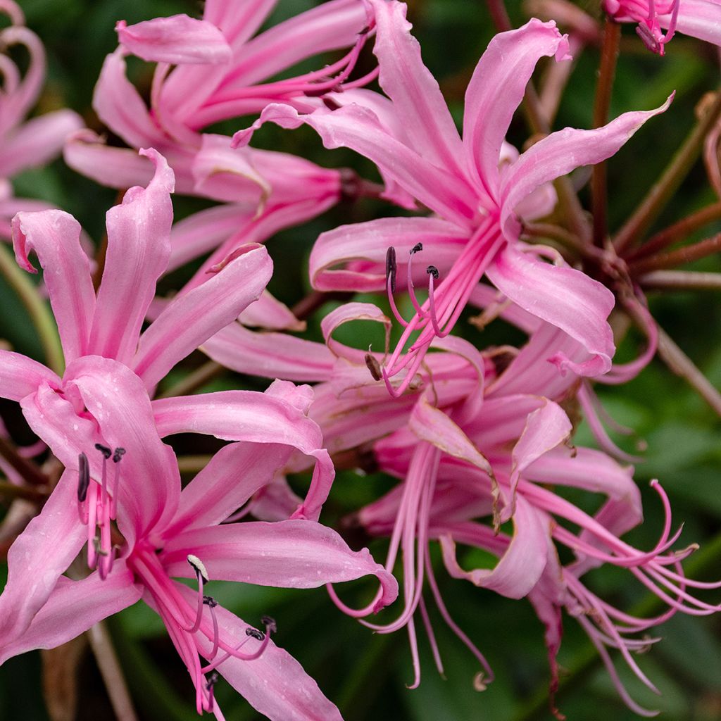 Nerine bowdenii