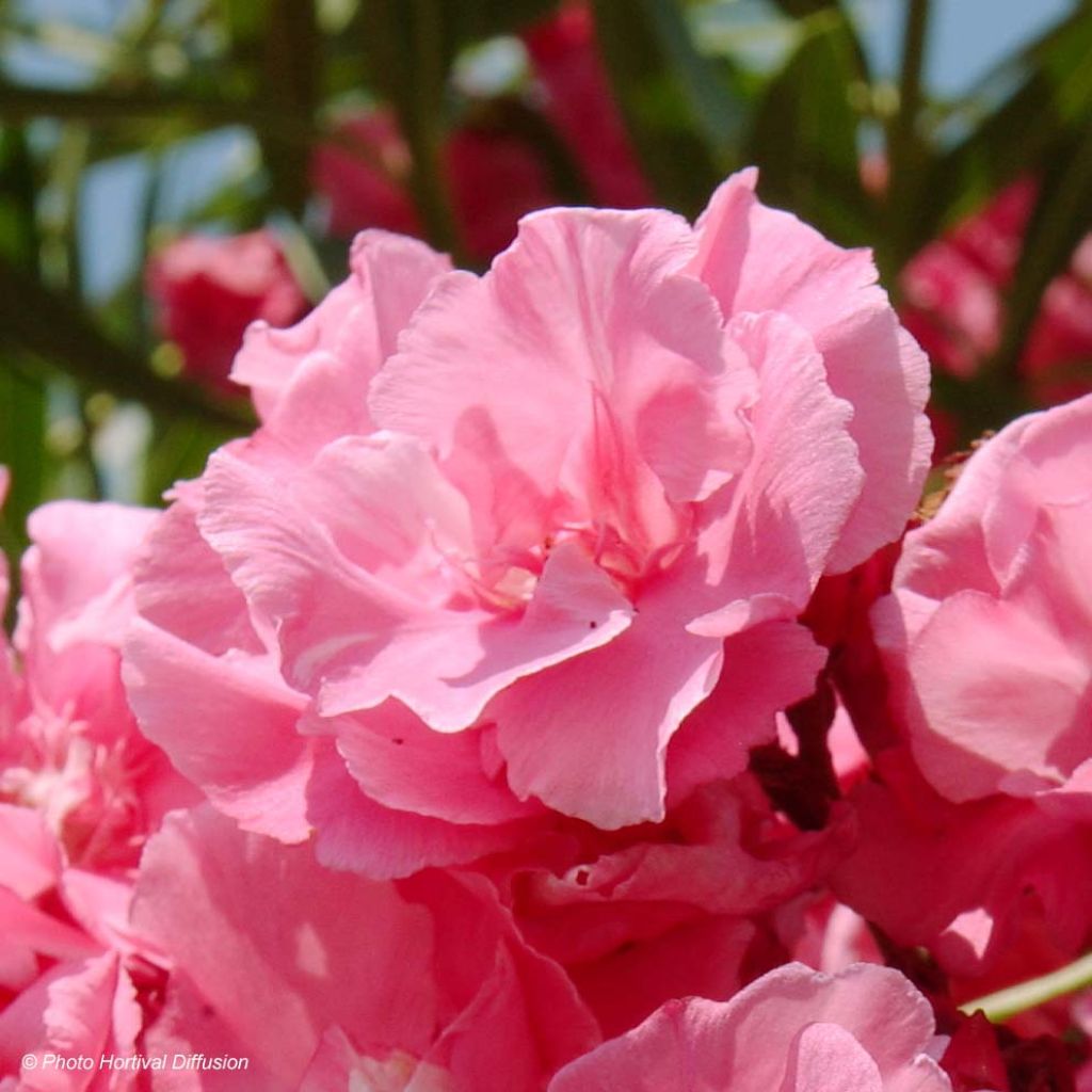 Adlefa rosa plena - Nerium oleander Roseum Plenum