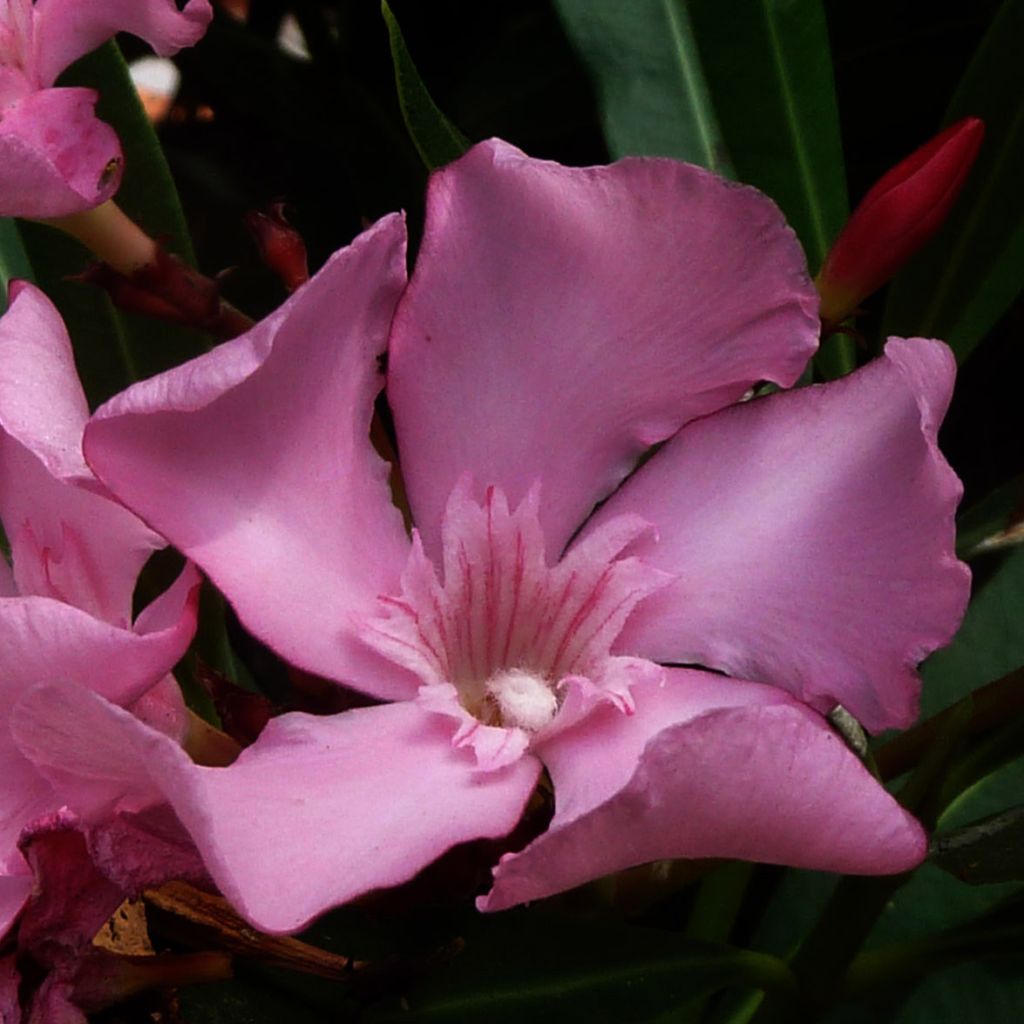 Adelfa rosa  - Nerium oleander