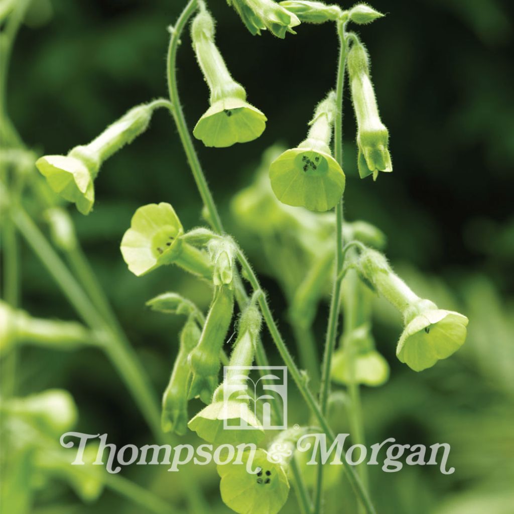 Nicotiana Langsdorffii 