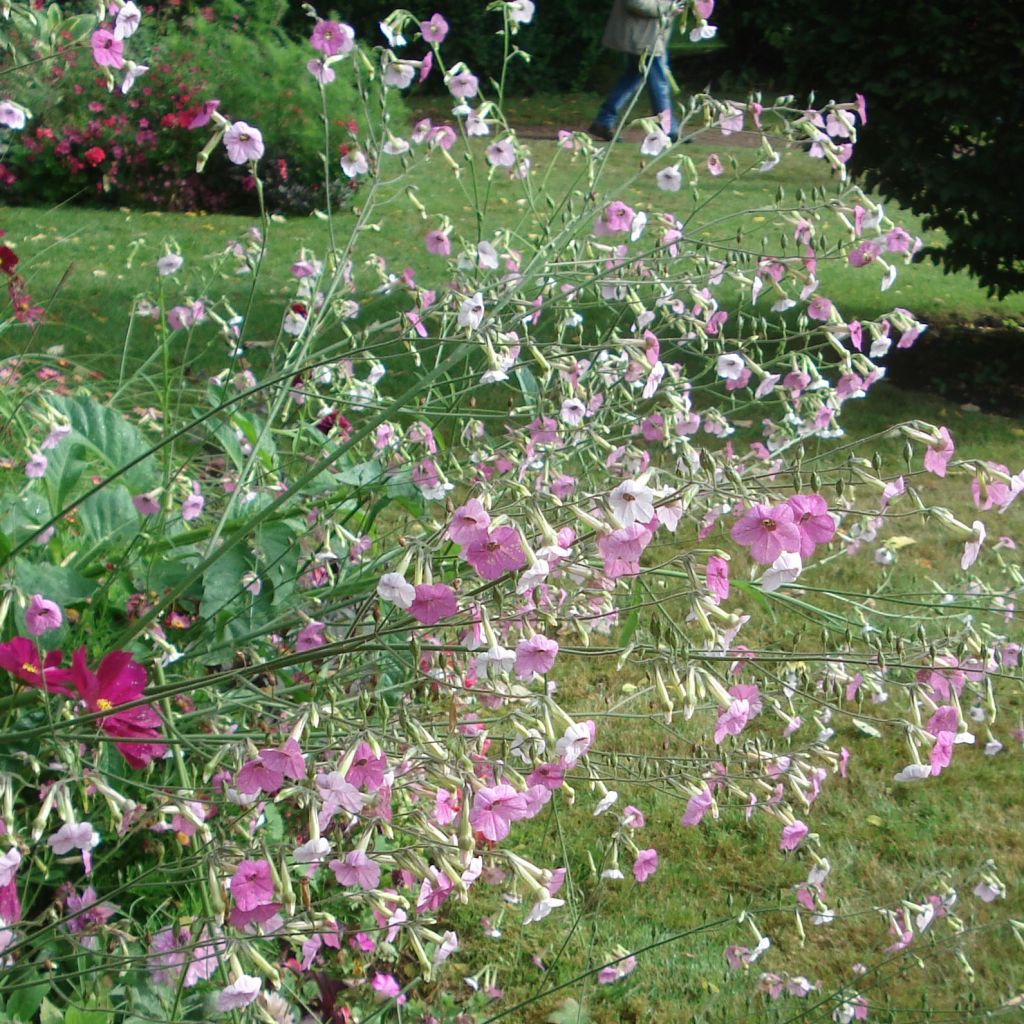 Tabac d'ornement - Nicotiana Marshmallow