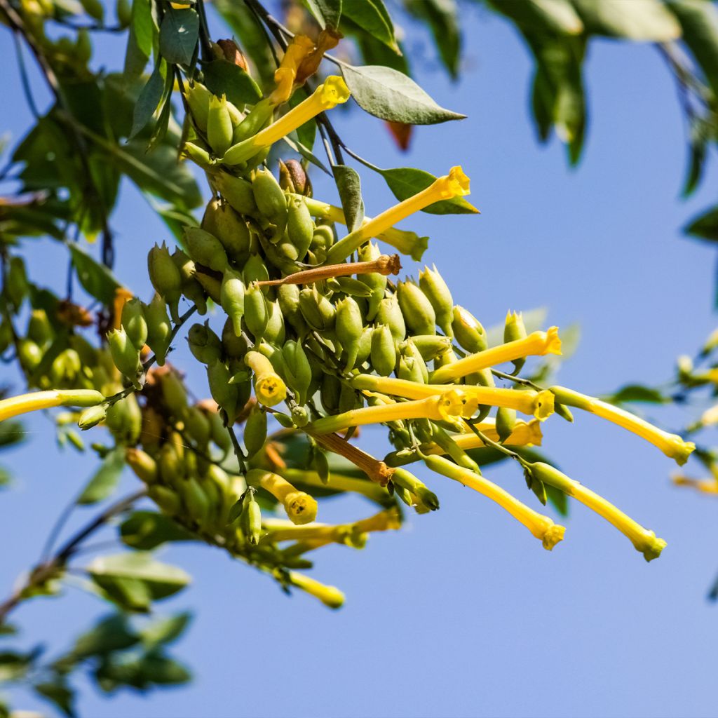 Nicotiana glauca