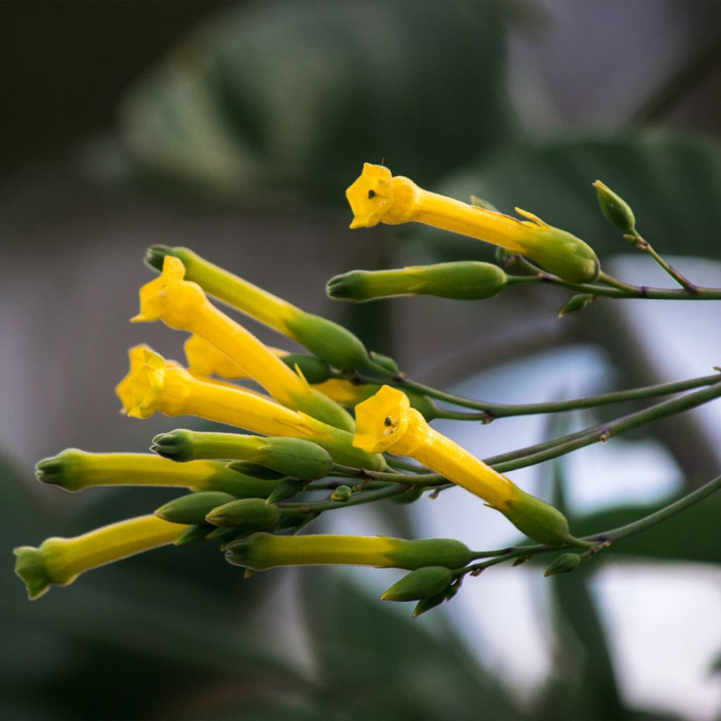 Nicotiana glauca