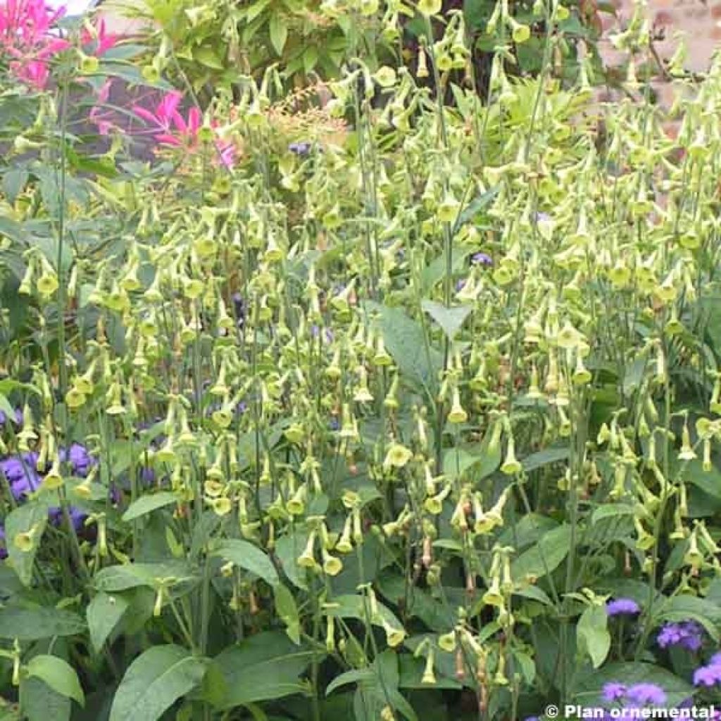 Tabac d'ornement - Nicotiana langsdorffii Lemon Tree