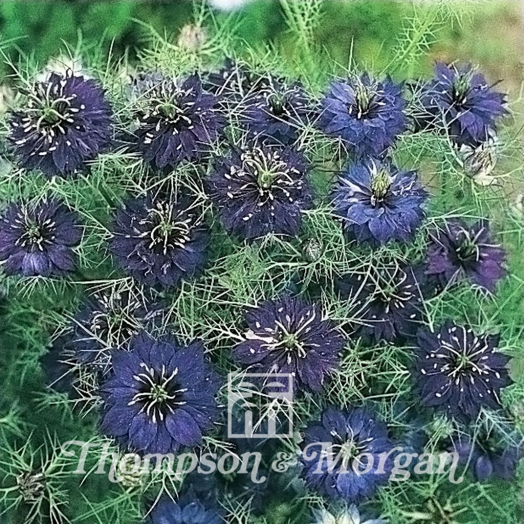 Nigella Damascena Oxford Blue 