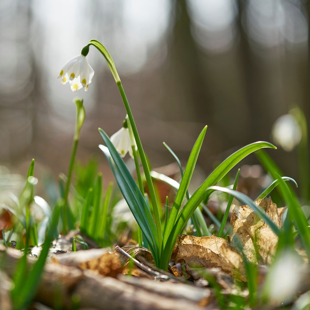 Nivéole de printemps - Leucojum vernum