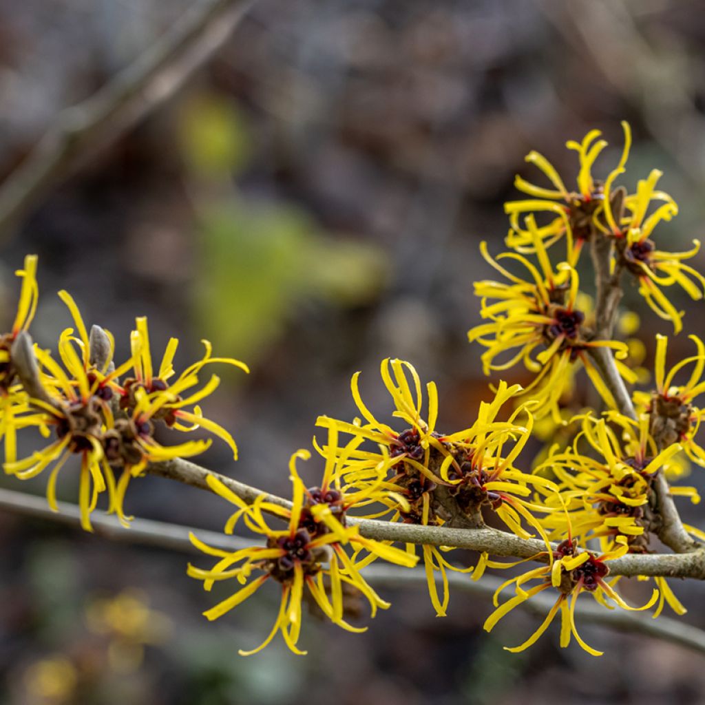 Hamamelis mollis Pallida