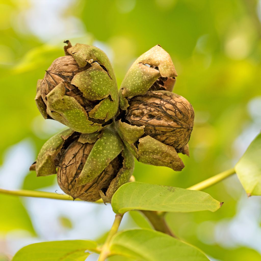 Noyer commun Mayette - Juglans regia 