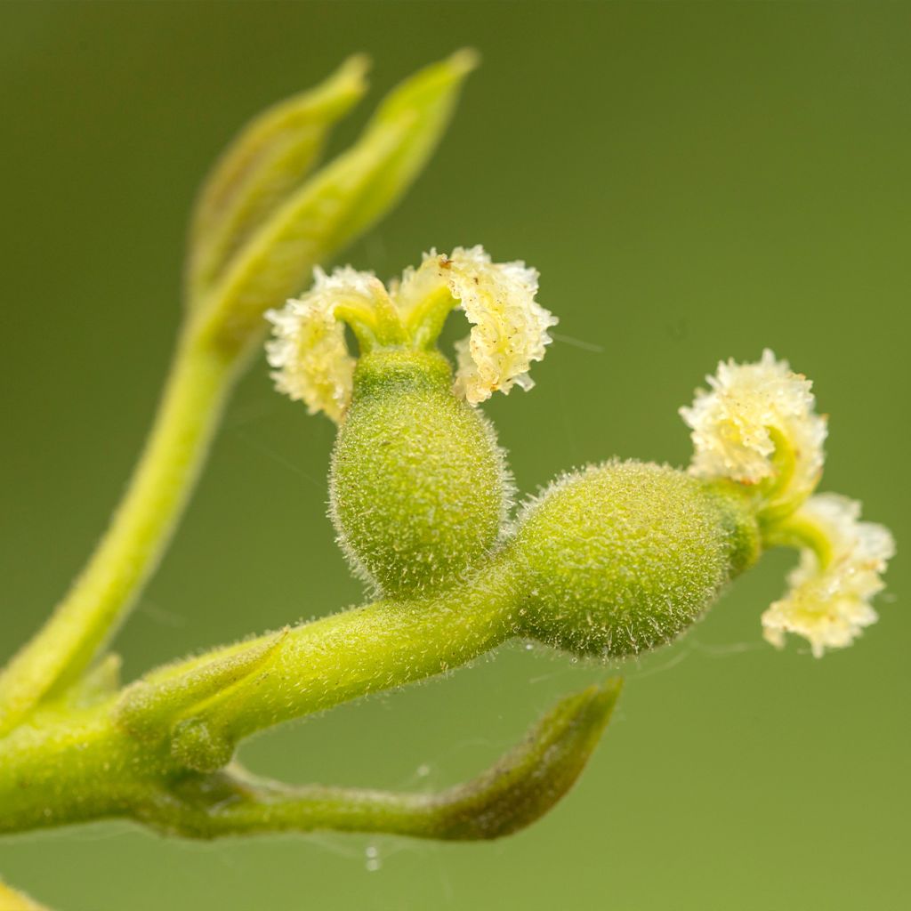 Noyer commun Mayette - Juglans regia 