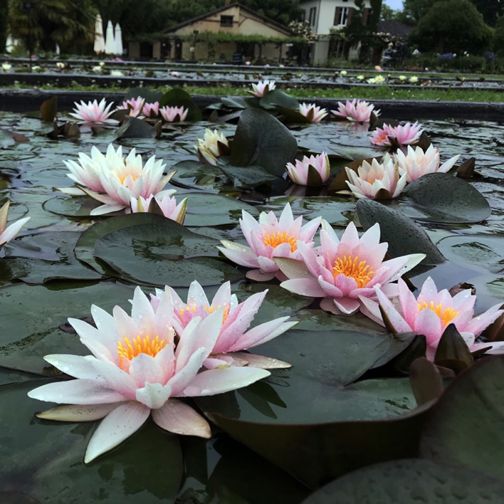 Nenúfar Amabilis - Nymphaea