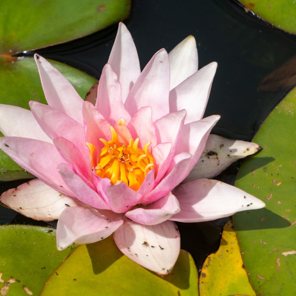 Nenúfar Amabilis - Nymphaea