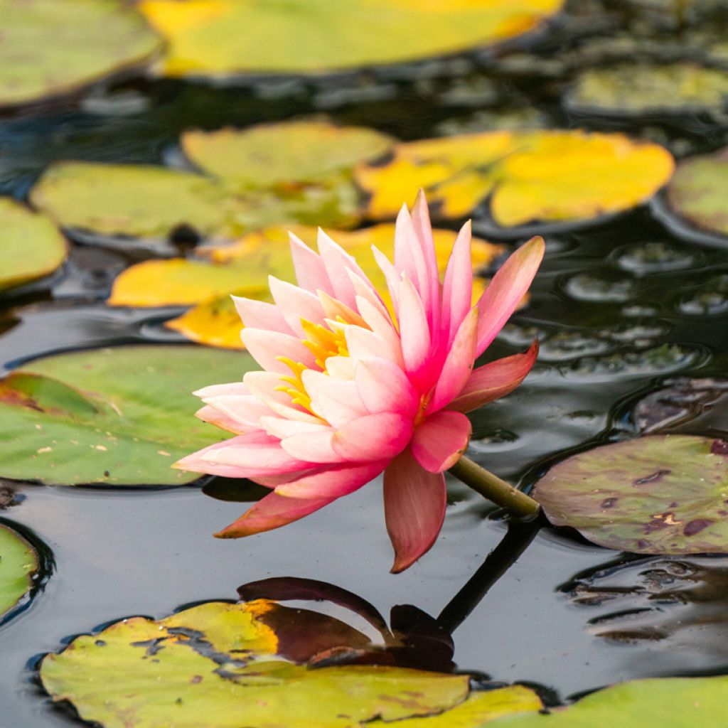 Nenúfar Amabilis - Nymphaea