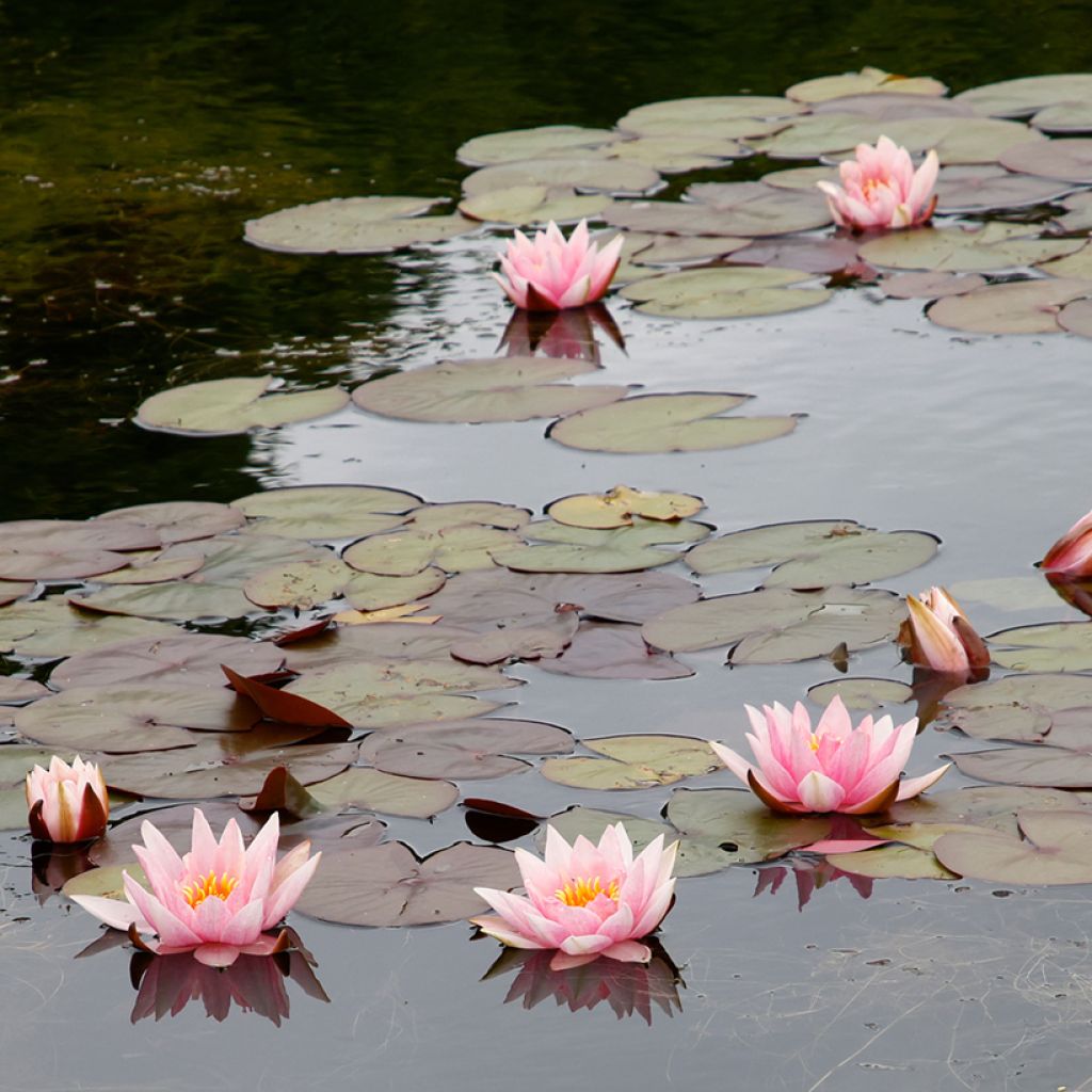 Nenúfar Amabilis - Nymphaea