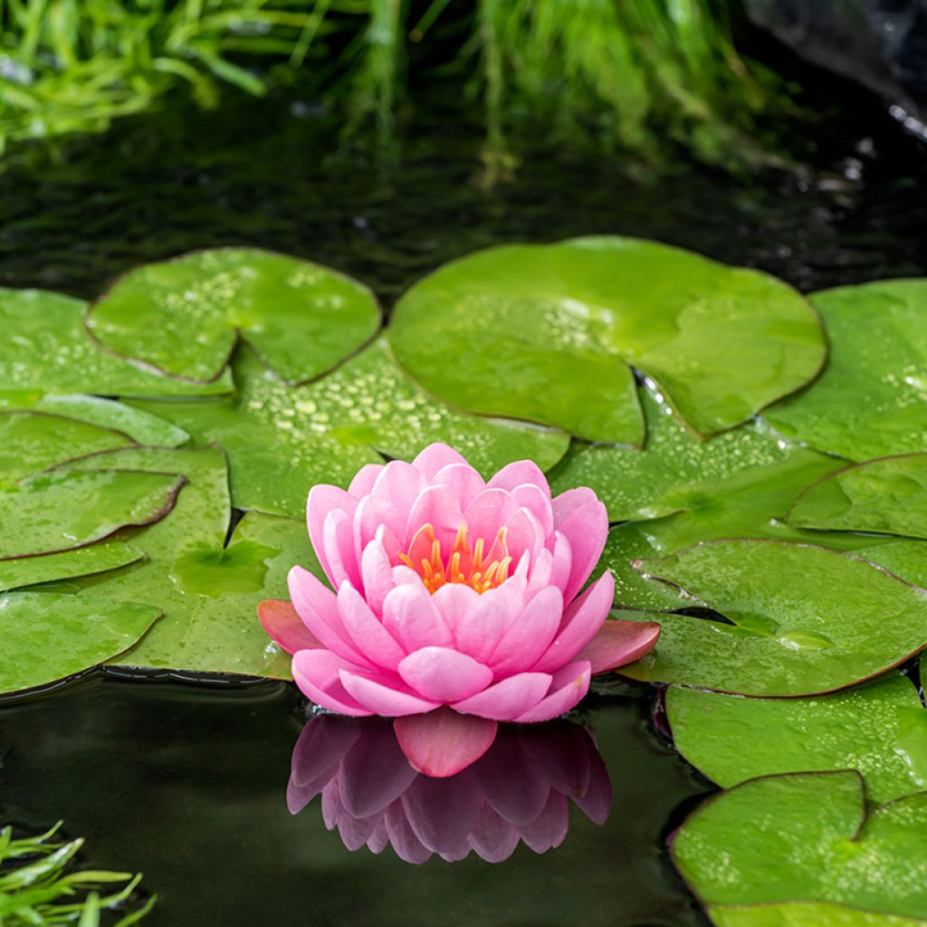 Nenúfar American Star - Nymphaea