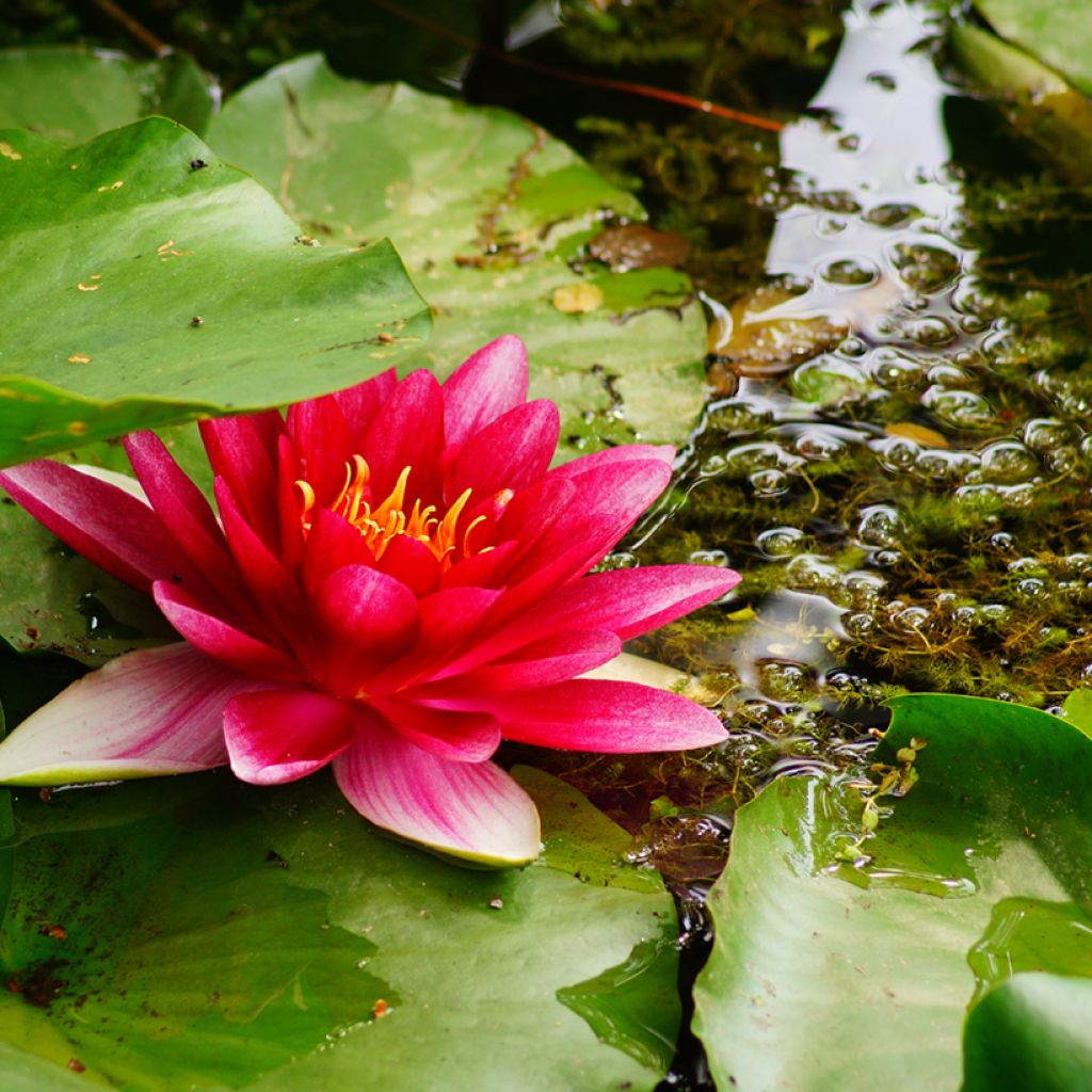 Nenúfar Attraction - Nymphaea