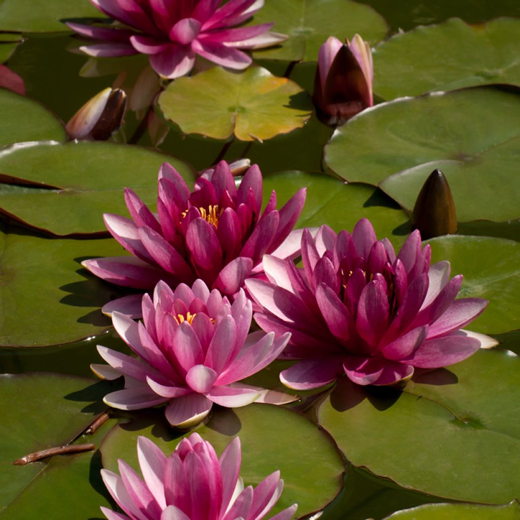 Nenúfar Attraction - Nymphaea