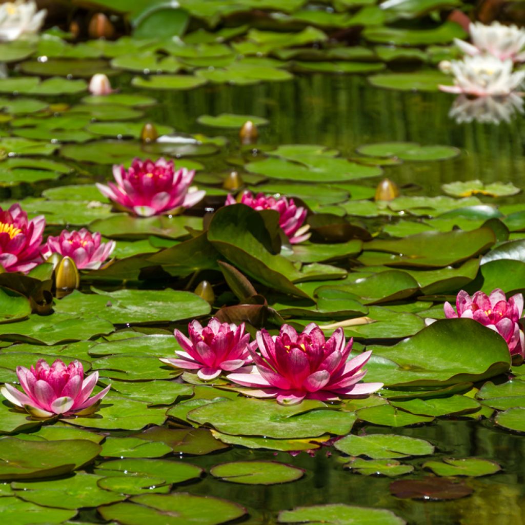 Nenúfar Attraction - Nymphaea